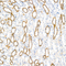 //rororwxhrkinlq5q-static.micyjz.com/cloud/ljBpjKnjlkSRqippojkiiq/0ca5770f2df8ff340f7d9d505109b1a1-60-60.jpg