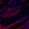 //rororwxhrkinlq5q-static.micyjz.com/cloud/lkBpjKnjlkSRqippqjopip/cca741b164f82a5d44f88f311d570d9b-60-60.jpg